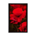 POSTER FELD MIT WILDEN MOHNBLUMEN - BLUMEN - POSTER