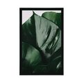 AFFICHE FEUILLE DE MONSTERA - FLEURS - AFFICHES