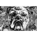 WALLPAPER BULLDOG IN BLACK AND WHITE - BLACK AND WHITE WALLPAPERS - WALLPAPERS