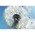 CANVAS PRINT DETAIL OF A DANDELION - PICTURES FLOWERS - PICTURES