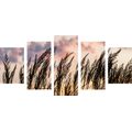 IMPRESSION SUR TOILE EN 5 PARTIES HERBE AU COUCHER DU SOLEIL - IMPRESSION SUR TOILE DE NATURE ET PAYSAGE - IMPRESSION SUR TOILE