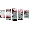 5-PIECE CANVAS PRINT LOTUS FLOWER - PICTURES FLOWERS - PICTURES