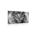 CANVAS PRINT LION'S FACE IN BLACK AND WHITE - BLACK AND WHITE PICTURES - PICTURES