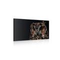 CANVAS PRINT OWL - PICTURES OF ANIMALS - PICTURES