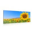 CANVAS PRINT SUNFLOWER FIELD - PICTURES - 🔥 TOTAL SALE 🔥