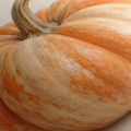QUADRO SU TELA – ZUCCA ARANCIONE CREMA IN PRIMO PIANO - QUADRI HALLOWEEN E HORROR - STAMPE E QUADRI