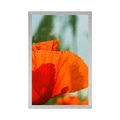 POSTER MOHNBLUME - BLUMEN - POSTER