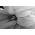 CANVAS PRINT BLACK AND WHITE MAGNOLIA ON AN ABSTRACT BACKGROUND - BLACK AND WHITE PICTURES - PICTURES