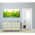 CANVAS PRINT GRASS BLADES IN GREEN DESIGN - PICTURES OF NATURE AND LANDSCAPE - PICTURES