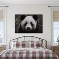 WANDBILD NIEDLICHER PANDA IN DER NATUR - BILDER TIERE - BILDER