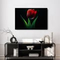 OBRAZ ČERVENÁ TULIPÁNOVÁ ELEGANCE - OBRAZY TULIPÁN - OBRAZY