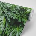 SELF ADHESIVE WALL MURAL JUNGLE LEAVES - SELF-ADHESIVE WALLPAPERS - WALLPAPERS