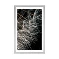 POSTER WITH MOUNT BEAUTY OF THE DANDELION - FLOWERS - POSTERS