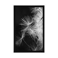 POSTER DETAIL OF A DANDELION IN BLACK AND WHITE - BLACK AND WHITE - POSTERS