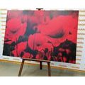 CANVAS PRINT FIELD OF WILD POPPIES - PICTURES FLOWERS - PICTURES