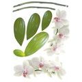 DECORATIVE WALL STICKERS BEAUTIFUL ORCHID - STICKERS{% if product.category.pathNames[0] != product.category.name %} - STICKERS{% endif %}