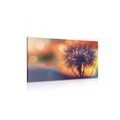 CANVAS PRINT BRIGHT DANDELION - PICTURES FLOWERS - PICTURES