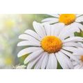 CANVAS PRINT DAISY FLOWERS - PICTURES FLOWERS - PICTURES