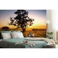 WALL MURAL TREE AT SUNSET - WALLPAPERS NATURE - WALLPAPERS