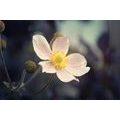 SELF ADHESIVE WALL MURAL DELICACY OF A FLOWER - SELF-ADHESIVE WALLPAPERS - WALLPAPERS