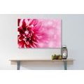 CANVAS PRINT PINK FLOWER - PICTURES FLOWERS - PICTURES