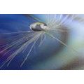 CANVAS PRINT DROP OF DEW ON A COLORED BACKGROUND - PICTURES FLOWERS - PICTURES