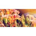CANVAS PRINT BEAUTIFULLY BLOOMING GARDEN FLOWERS - PICTURES FLOWERS - PICTURES