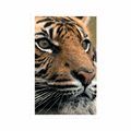 POSTER BENGAL TIGER - ANIMALS - POSTERS