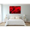 CANVAS PRINT FIELD OF WILD POPPIES - PICTURES FLOWERS - PICTURES