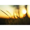 CANVAS PRINT SUNSET IN THE GRASS - PICTURES OF NATURE AND LANDSCAPE - PICTURES