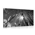 CANVAS PRINT FIELD GRASS IN BLACK AND WHITE - BLACK AND WHITE PICTURES - PICTURES