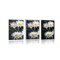 POSTER DAISIES IN THE GARDEN - FLOWERS - POSTERS