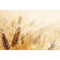 CANVAS PRINT WHEAT FIELD - PICTURES OF NATURE AND LANDSCAPE - PICTURES