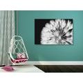 CANVAS PRINT DANDELION IN BLACK AND WHITE - BLACK AND WHITE PICTURES - PICTURES