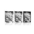 POSTER LION CUB IN BLACK AND WHITE - BLACK AND WHITE - POSTERS