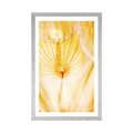 POSTER WITH MOUNT DANDELION IN YELLOW DESIGN - FLOWERS - POSTERS