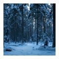 CANVASTAVLA SNÖTÄCKT SKOG I BLÅ SKYMNING - JUL- OCH VINTERTAVLOR - TAVLOR