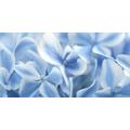 CANVAS PRINT BLUE-WHITE HYDRANGEA FLOWERS - PICTURES FLOWERS - PICTURES