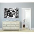 WANDBILD BULLDOGGE IN SCHWARZ-WEISS - SCHWARZ-WEISSE BILDER - BILDER