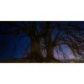 CANVAS PRINT TREES IN A NIGHT LANDSCAPE - PICTURES OF NATURE AND LANDSCAPE - PICTURES