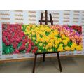 CANVAS PRINT GARDEN FULL OF TULIPS - PICTURES FLOWERS{% if product.category.pathNames[0] != product.category.name %} - PICTURES{% endif %}