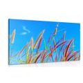 CANVAS PRINT WILD GRASS UNDER A BLUE SKY - PICTURES OF NATURE AND LANDSCAPE - PICTURES