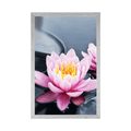 POSTER LOTUS FLOWER IN THE LAKE - FLOWERS - POSTERS