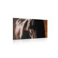 CANVAS PRINT MAJESTIC HORSE - PICTURES OF ANIMALS{% if product.category.pathNames[0] != product.category.name %} - PICTURES{% endif %}