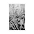 POSTER DANDELION SEEDS IN BLACK AND WHITE - BLACK AND WHITE - POSTERS