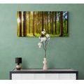 CANVAS PRINT MORNING IN THE FOREST - PICTURES OF NATURE AND LANDSCAPE - PICTURES