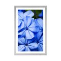 AFFICHE AVEC MONTURE FLEURS BLEUES SAUVAGES - FLEURS - AFFICHES