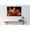 CANVAS PRINT BEAUTIFUL PINK LILY ON A BLACK BACKGROUND - PICTURES FLOWERS - PICTURES