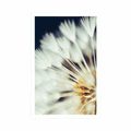 POSTER DANDELION ON A DARK BACKGROUND - FLOWERS - POSTERS