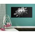 CANVAS PRINT DAISY IN BLACK AND WHITE - BLACK AND WHITE PICTURES - PICTURES